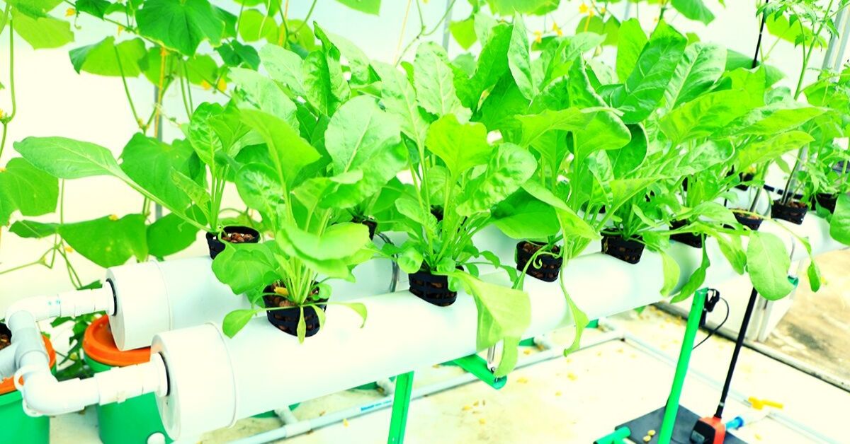 8 Hydroponics Startups Helping Urban Indians Grow Their Own Food!