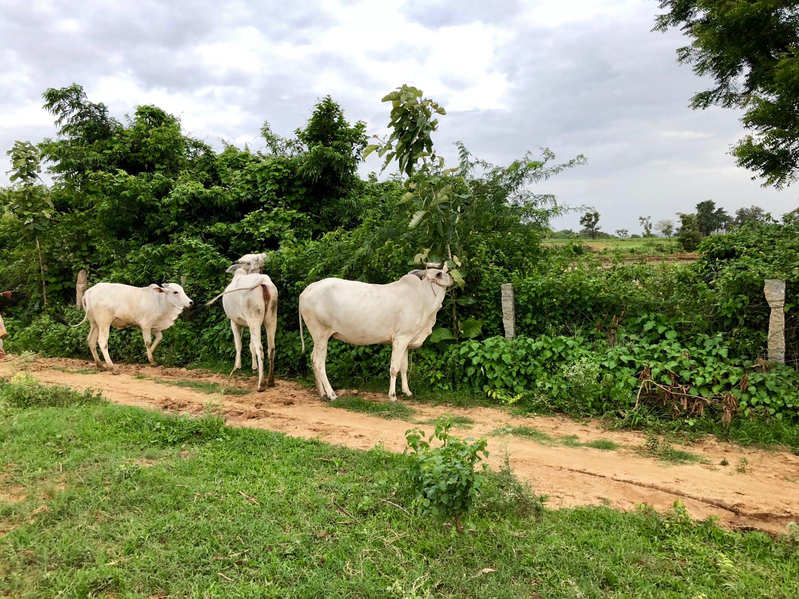 Telangana couple zero budget natural farming organic mango navara rice india