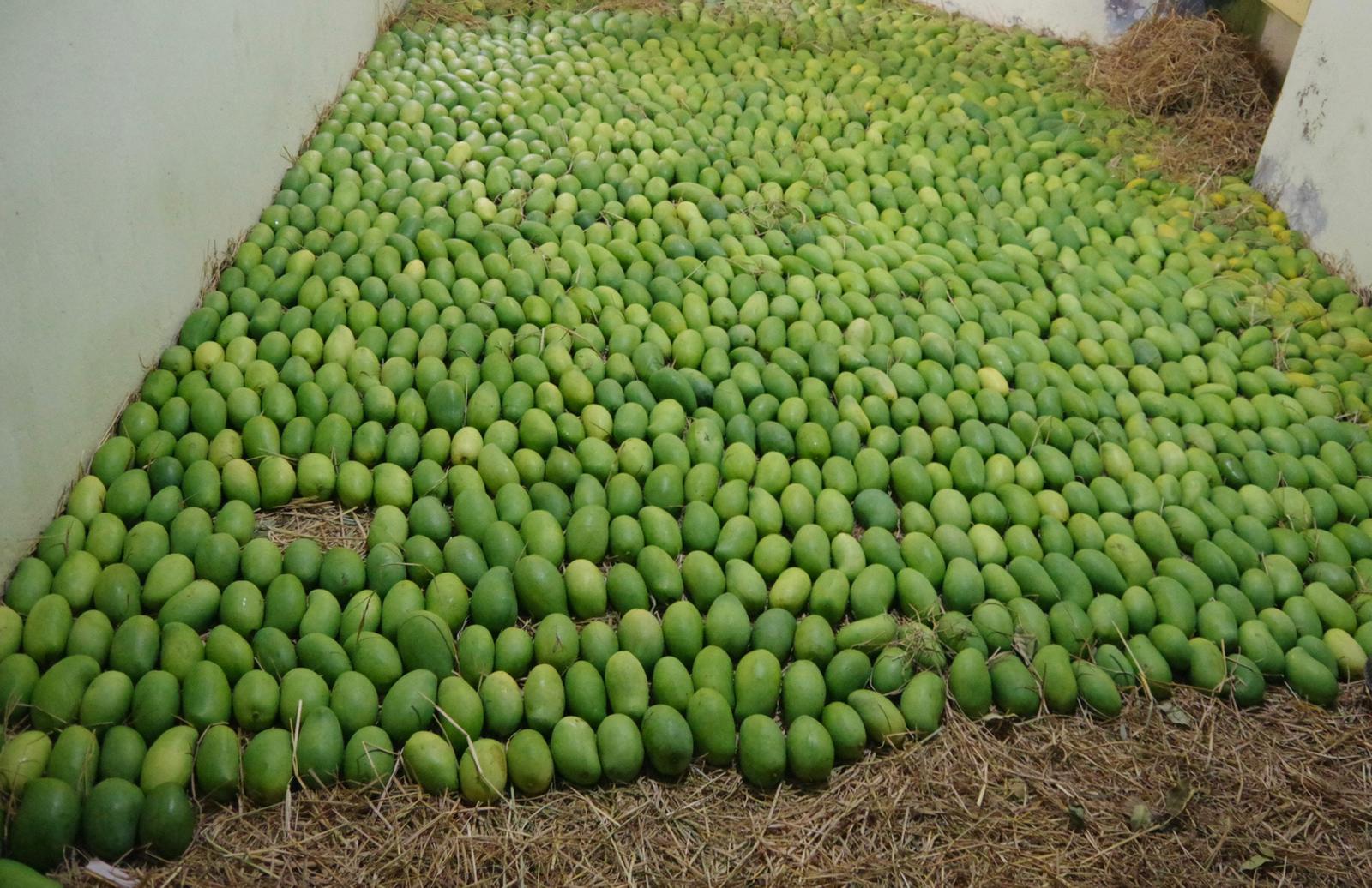 Telangana couple zero budget natural farming organic mango navara rice india