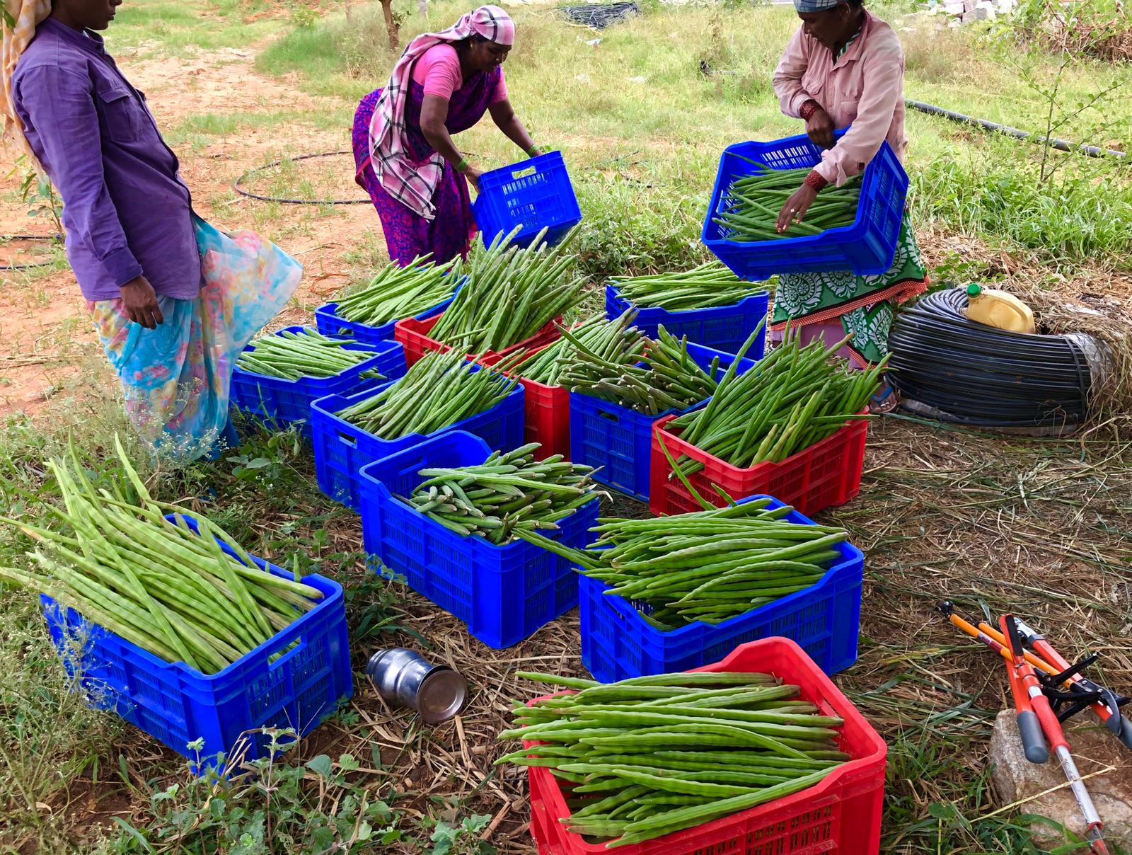 Telangana couple zero budget natural farming organic mango navara rice india