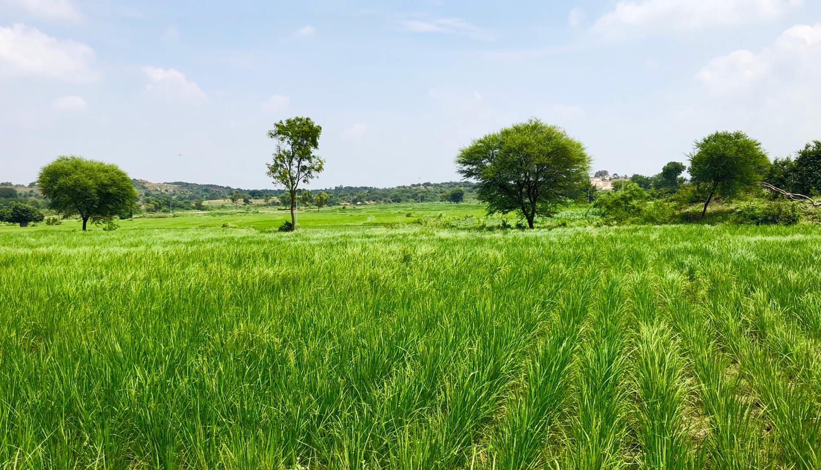 Telangana couple zero budget natural farming organic mango navara rice india