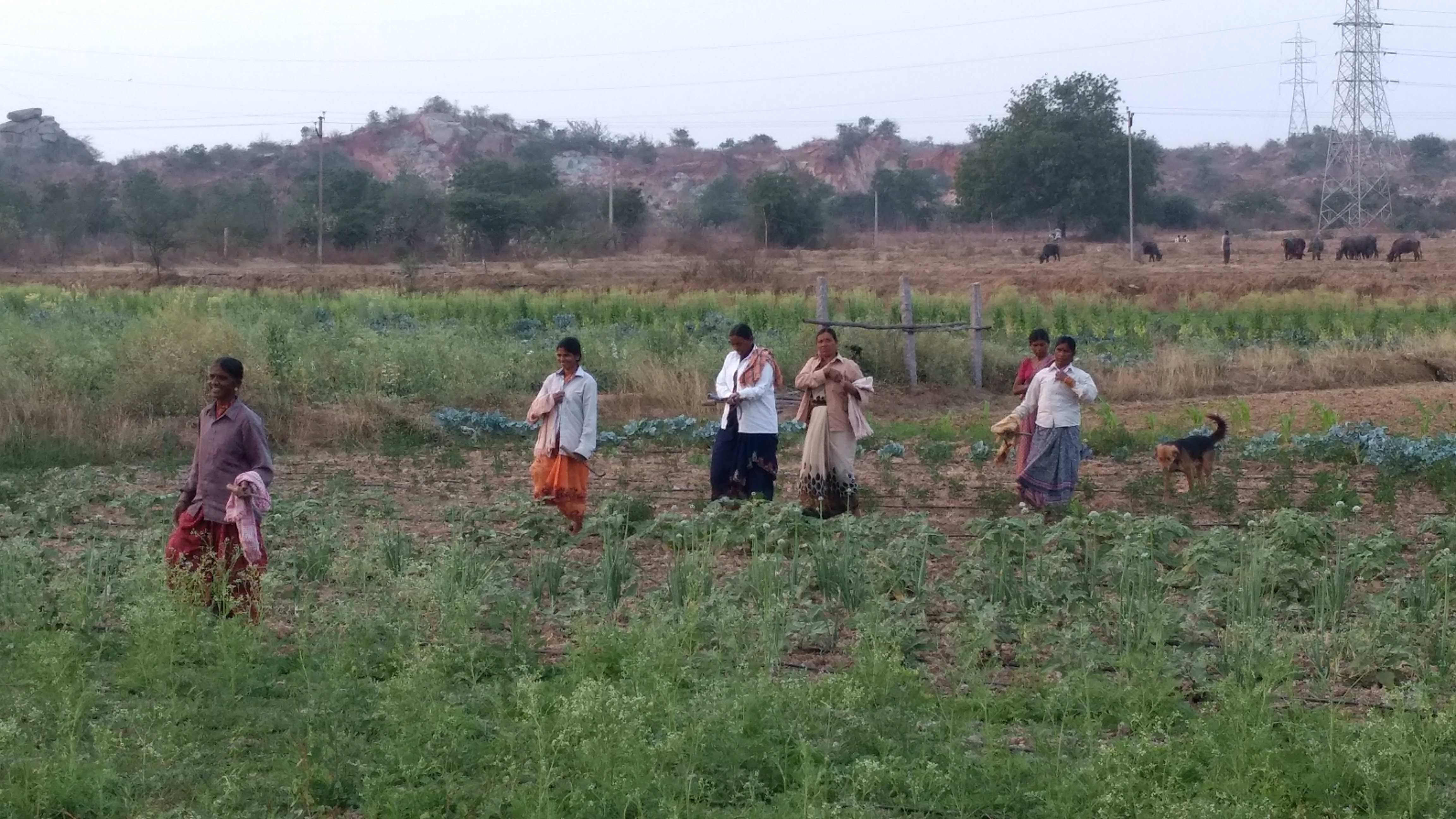 Telangana sustainable home UK couple grow food forest inspiring india
