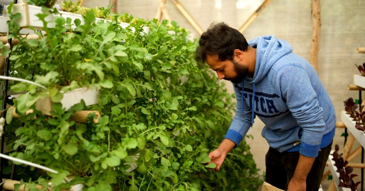 Delhiites, Learn How to Set up a Hydroponic Farm on Your Terrace in Just 1 Day!