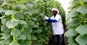 Mumbai, Learn How to Grow Fresh Food in Your Home in Just 1 Day!