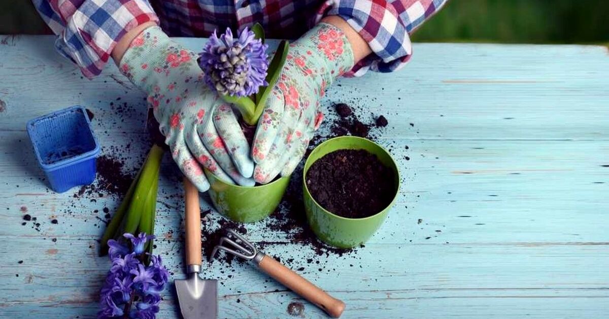 9 Easy Steps To Pot a Plant Perfectly & Grow a Home Garden!