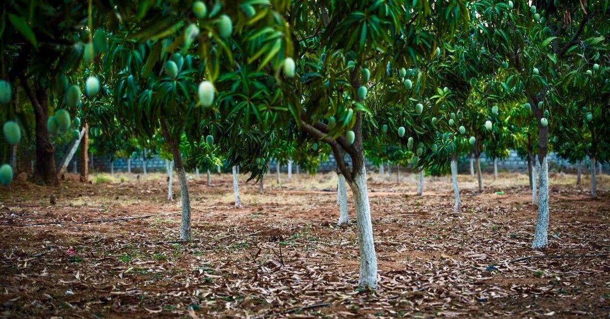 telangana Family turn land fruit forest organic mango sustainable workshop india