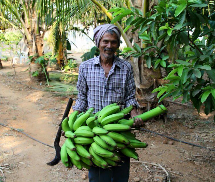 telangana Family turn land fruit forest organic mango sustainable workshop india