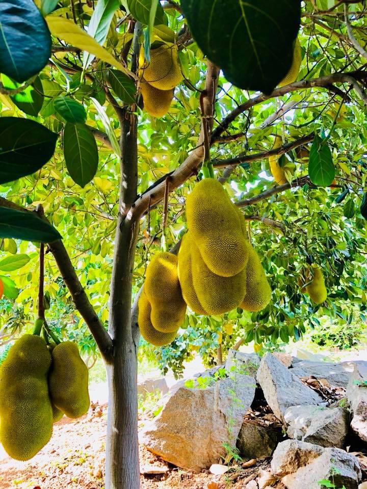 telangana Family turn land fruit forest organic mango sustainable workshop india