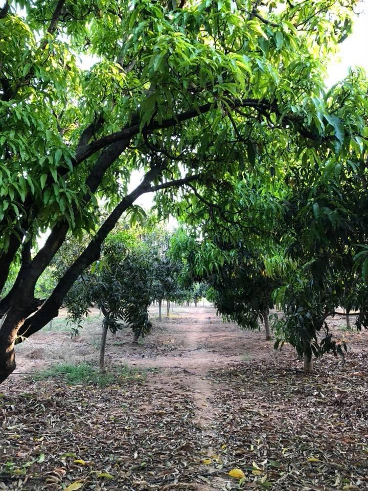 telangana Family turn land fruit forest organic mango sustainable workshop india