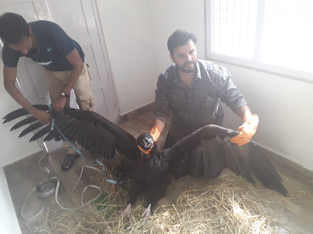 Andhra pradesh veterinarian risks life rescue wildlife inspiring india