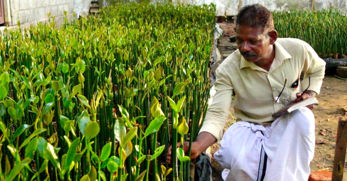 In 5 Years, Fisherman Plants 75000+ Mangrove Trees Along Kerala’s Coast!