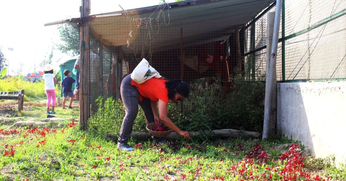 Noida, Learn to Grow Your Own Veggies at This 1-Day Farming Workshop!