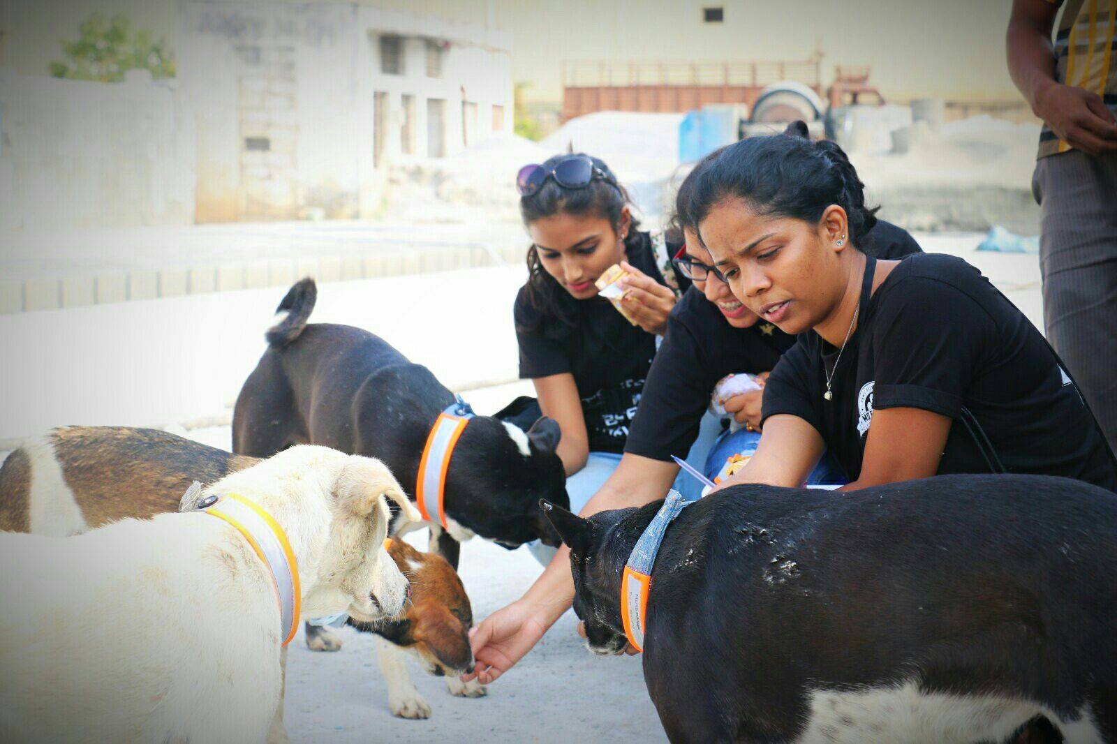 Dog collars designed by Motopaws. (Source: Shantanu Naidu)