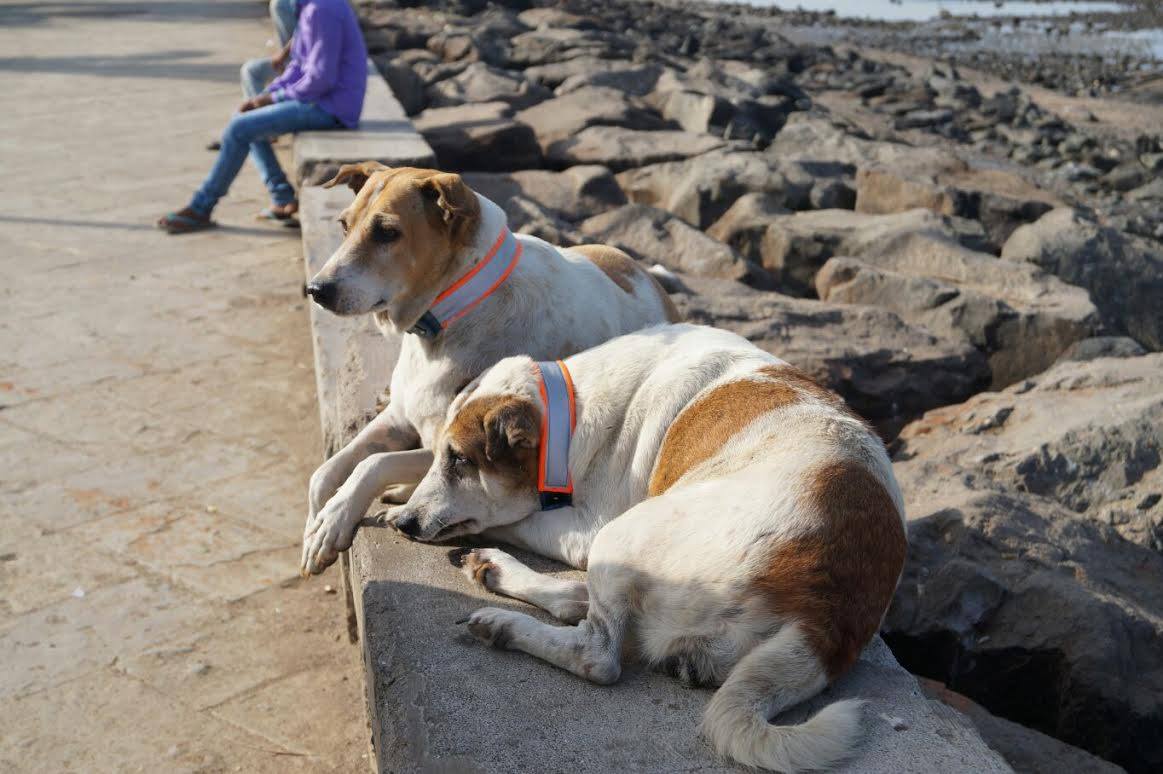 Stray dogs with Motopaws collars. (Source: Shantanu Naidu)