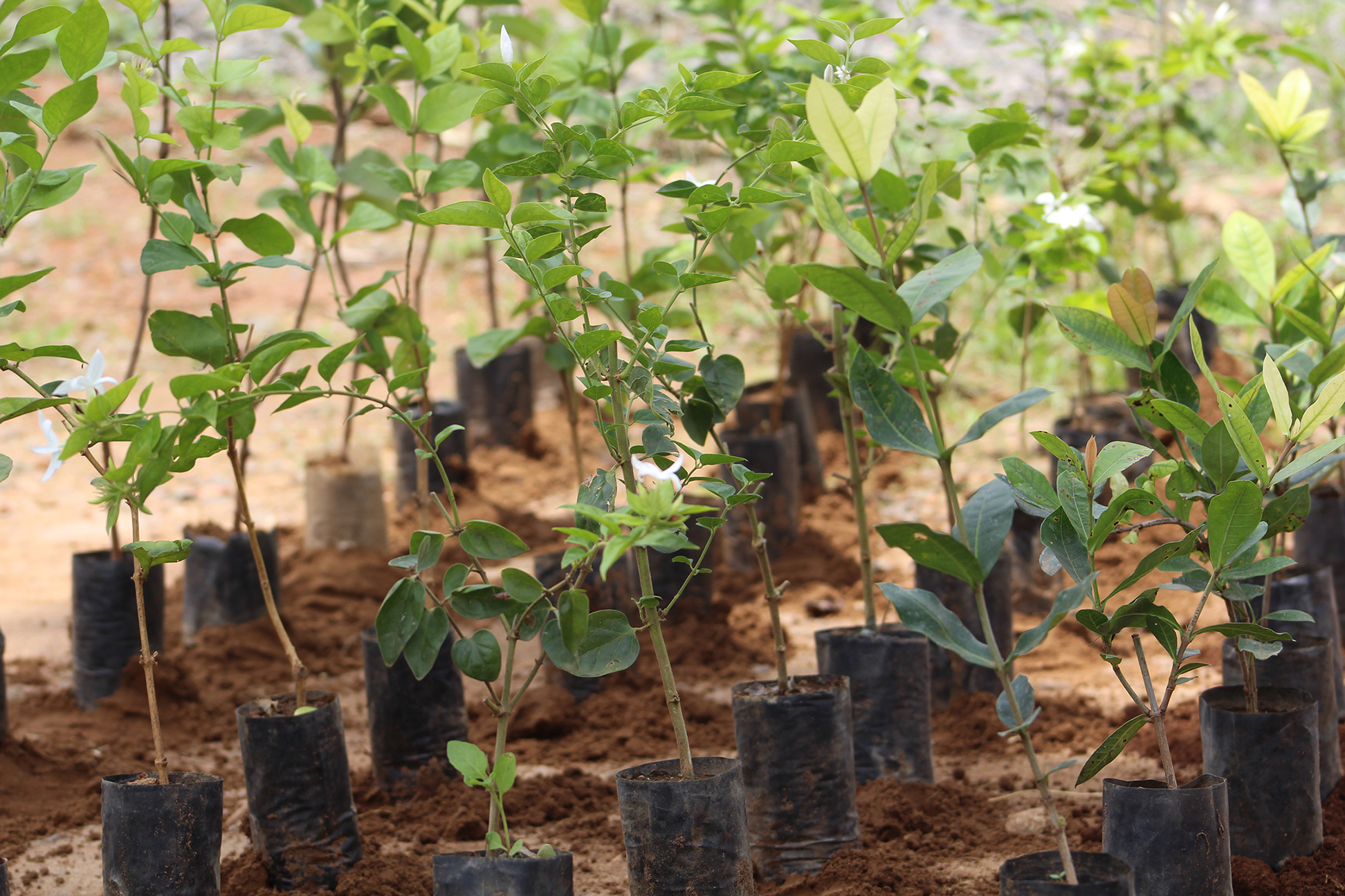 organic-farming-leaf-tissue-culture-tamil-nadu-low-cost-innovation