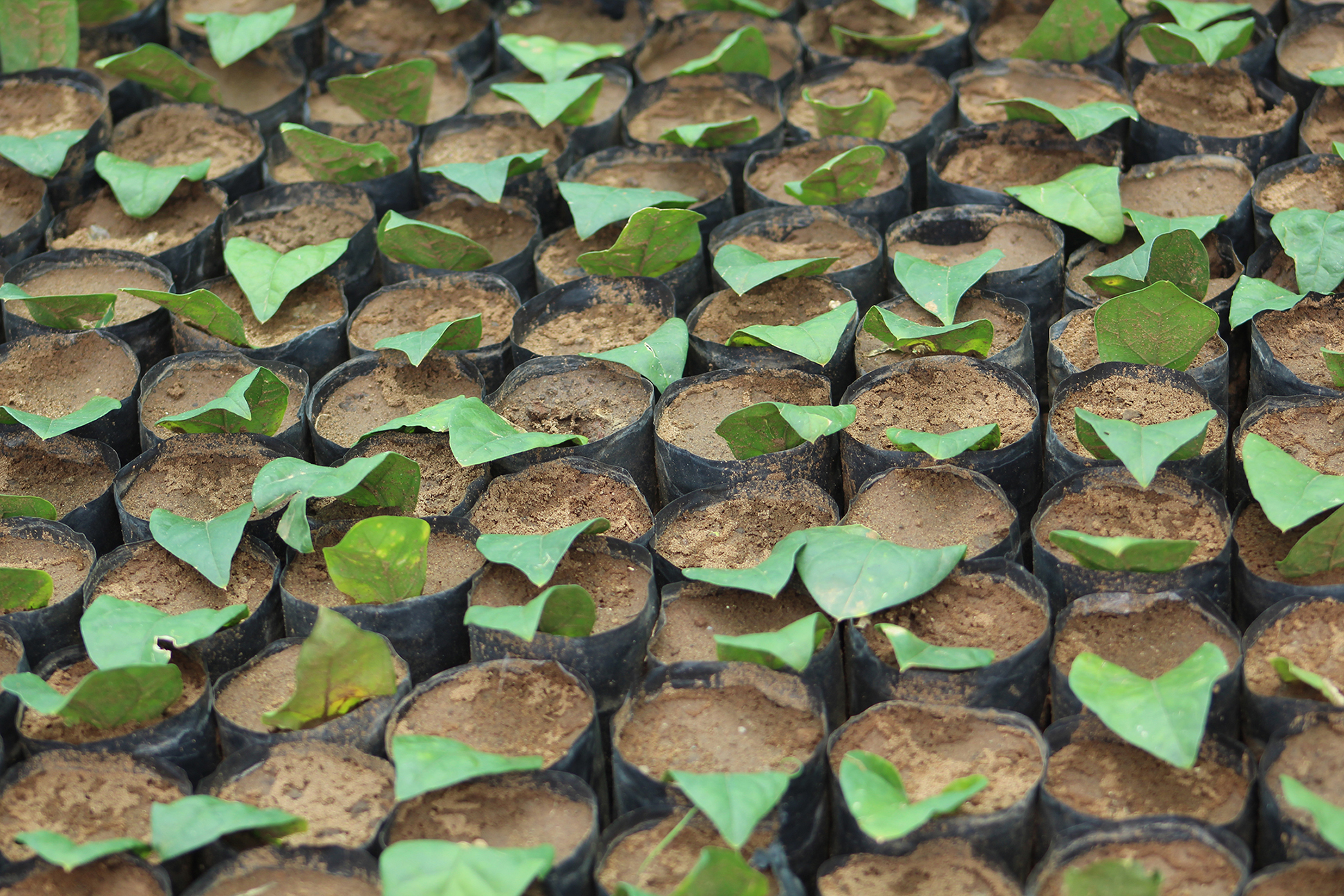organic-farming-leaf-tissue-culture-tamil-nadu-low-cost-innovation
