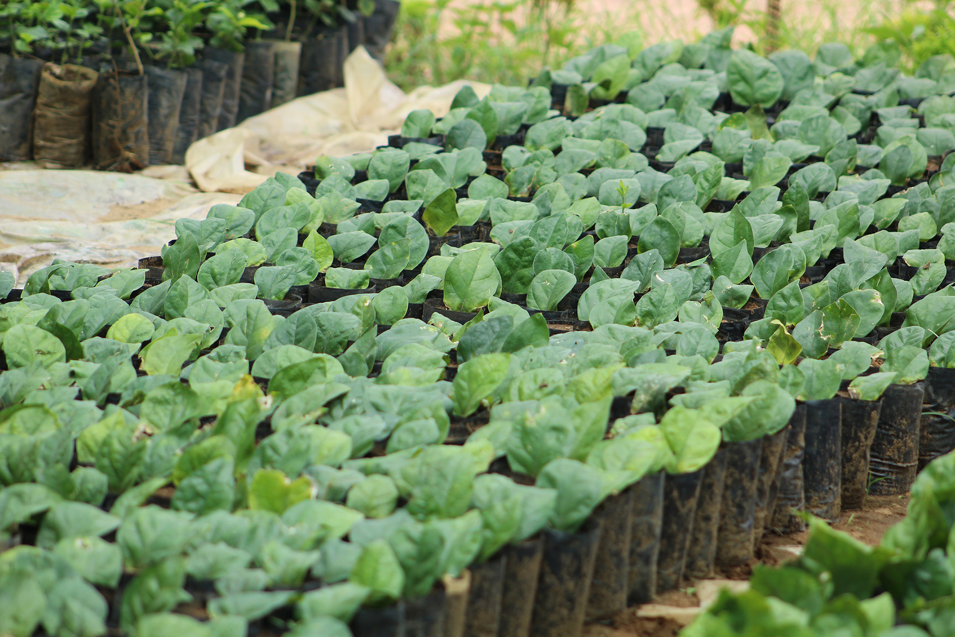 organic-farming-leaf-tissue-culture-tamil-nadu-low-cost-innovation