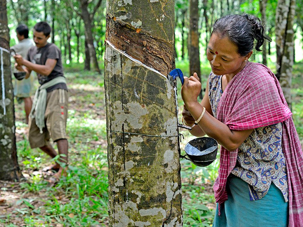 Extracting rubber. (Source: World Mission Magazine)