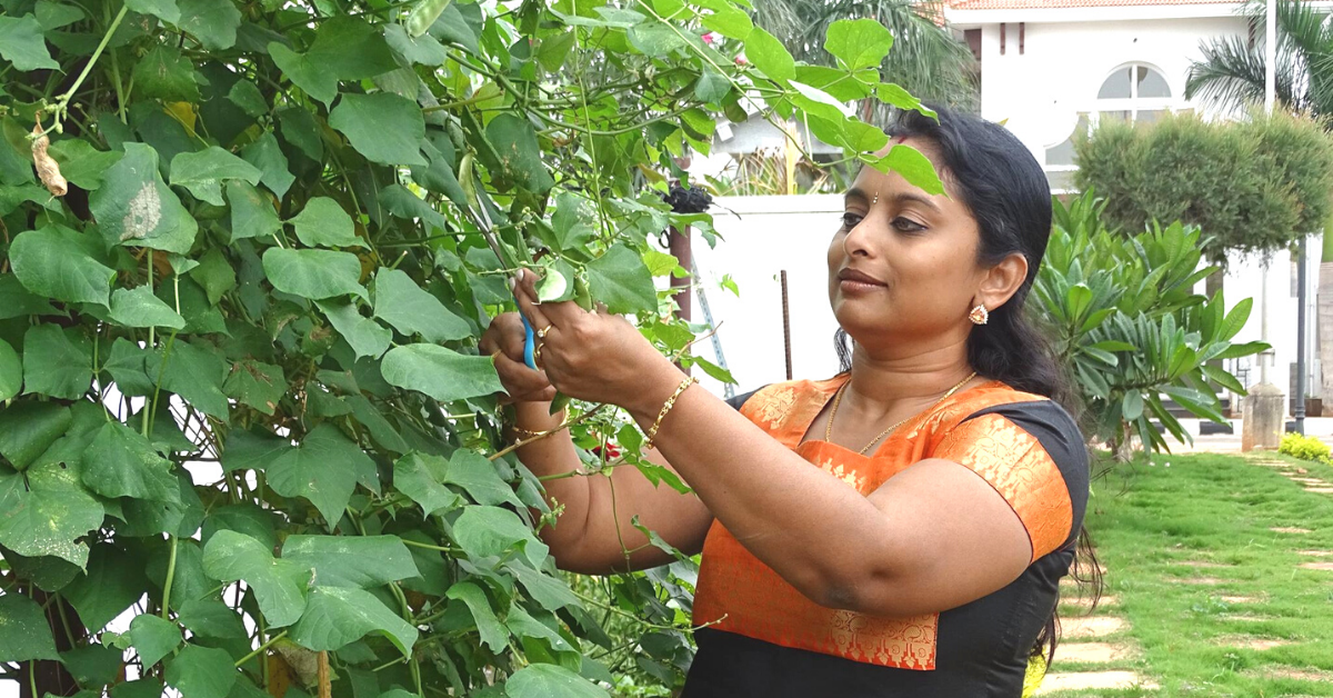 Mint In Pots To Growing Veggies to Feed Her Family: B’luru Lady’s Inspiring Story