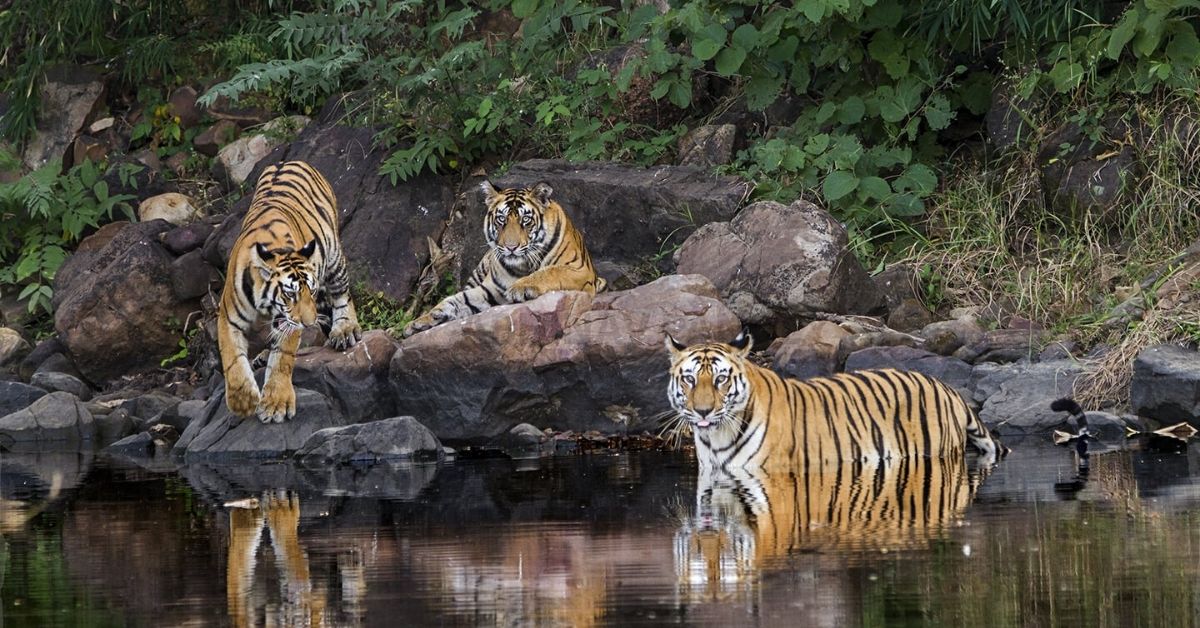 The Untold Story of How Panna Got Her Tigers Back in Just 10 Years