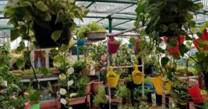 Organic Food & Rainwater Harvesting: Chennai Woman's Zero-Waste House is Goals