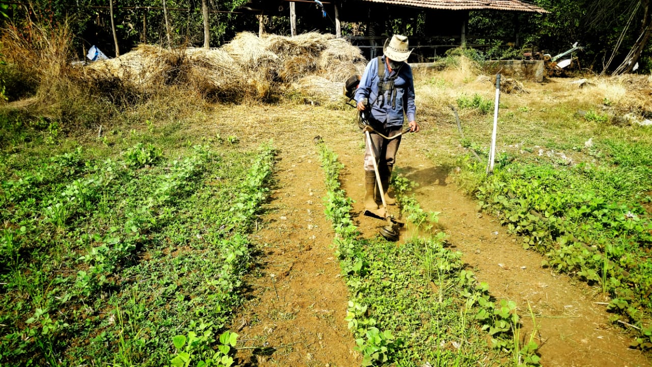 Maharashtra Farmer Grows 180+ Varieties of Food Through Multicropping