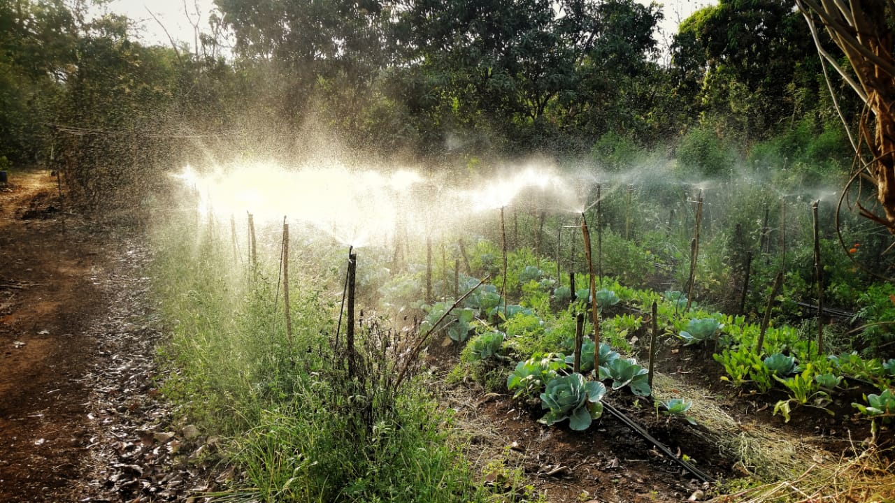 case study on organic farming in maharashtra