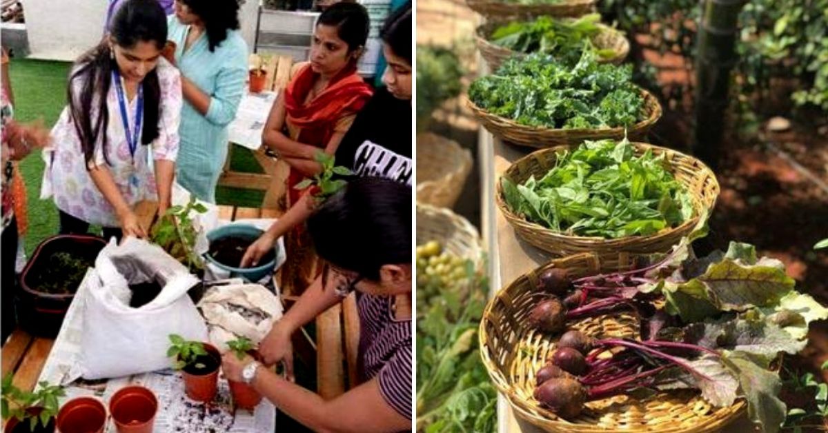 Stop Killing Your Plants! Learn to Grow Microgreens, Ayurvedic Herbs in 3 Hours