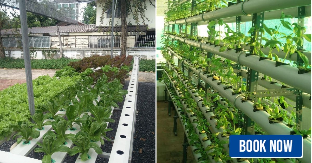 Chennai hydroponics workshop