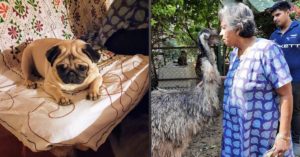 From 400 Dogs to Buffaloes & Goats: A Magical Visit To Delhi Woman's Unique Shelter