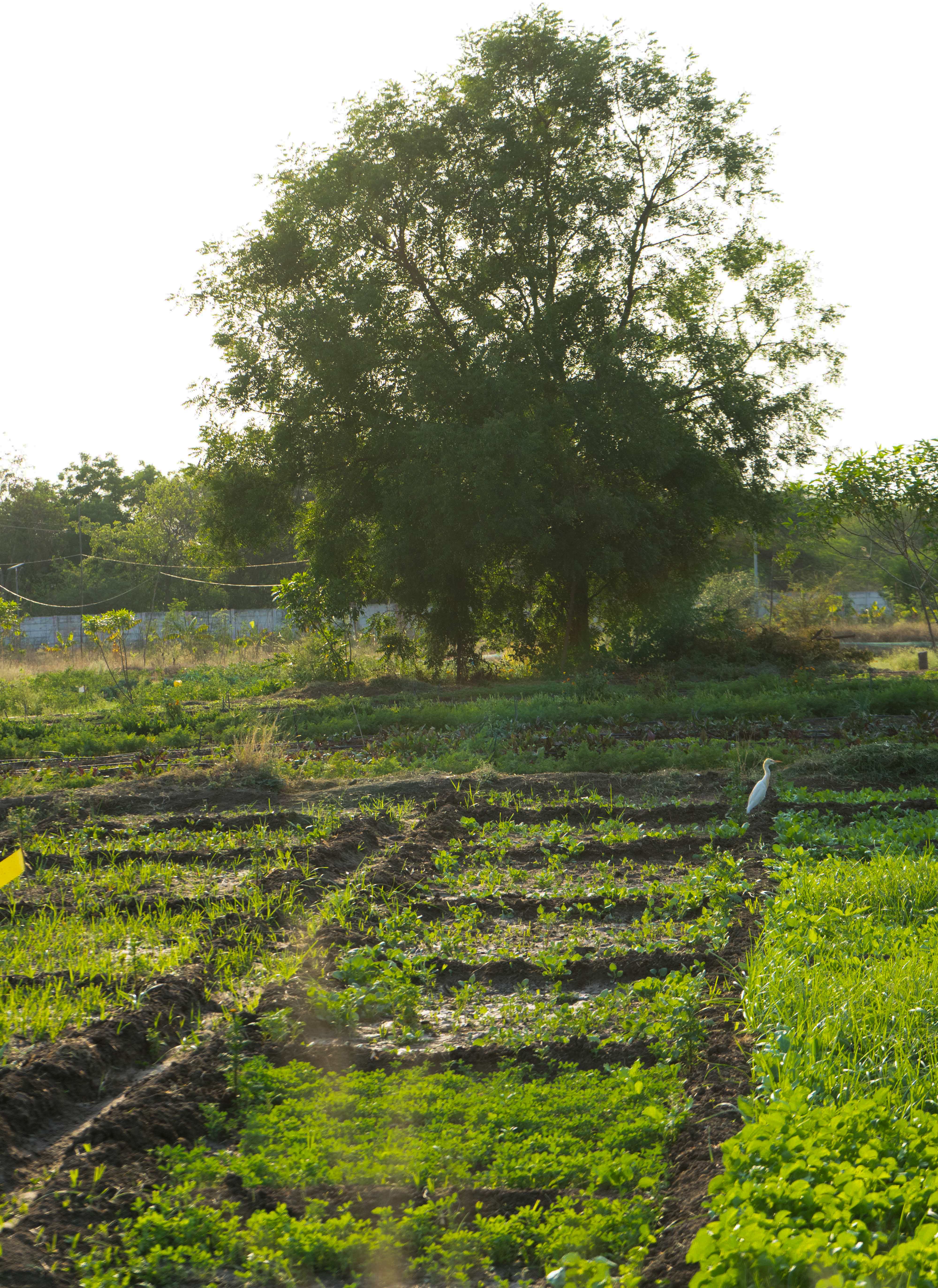 Hyderabad couple Singapore return India good forest farm to table cafe