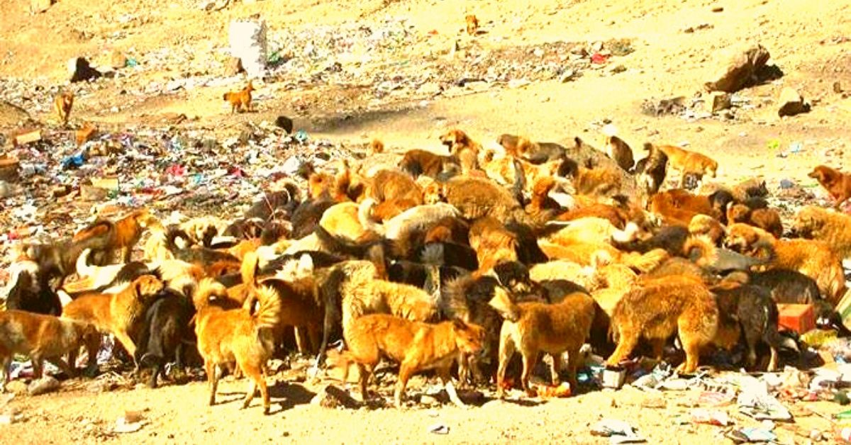 Feral dogs gathering around garbage. (Source: Facebook/Reach Ladakh) 