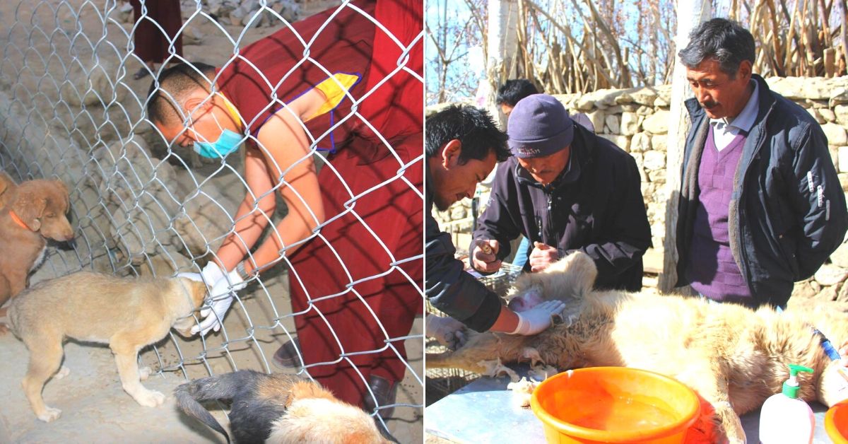 ‘They’ve Even Attacked & Killed People’: How Leh is Tackling Feral Dogs Humanely