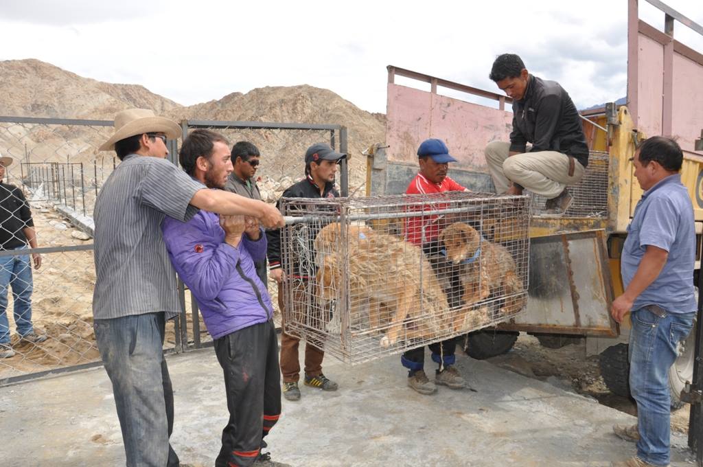 Stray dogs were brought to the site by the staff members of Municipal Committee of Leh, Ladakh. (Source: Facebook/Live to Love International)