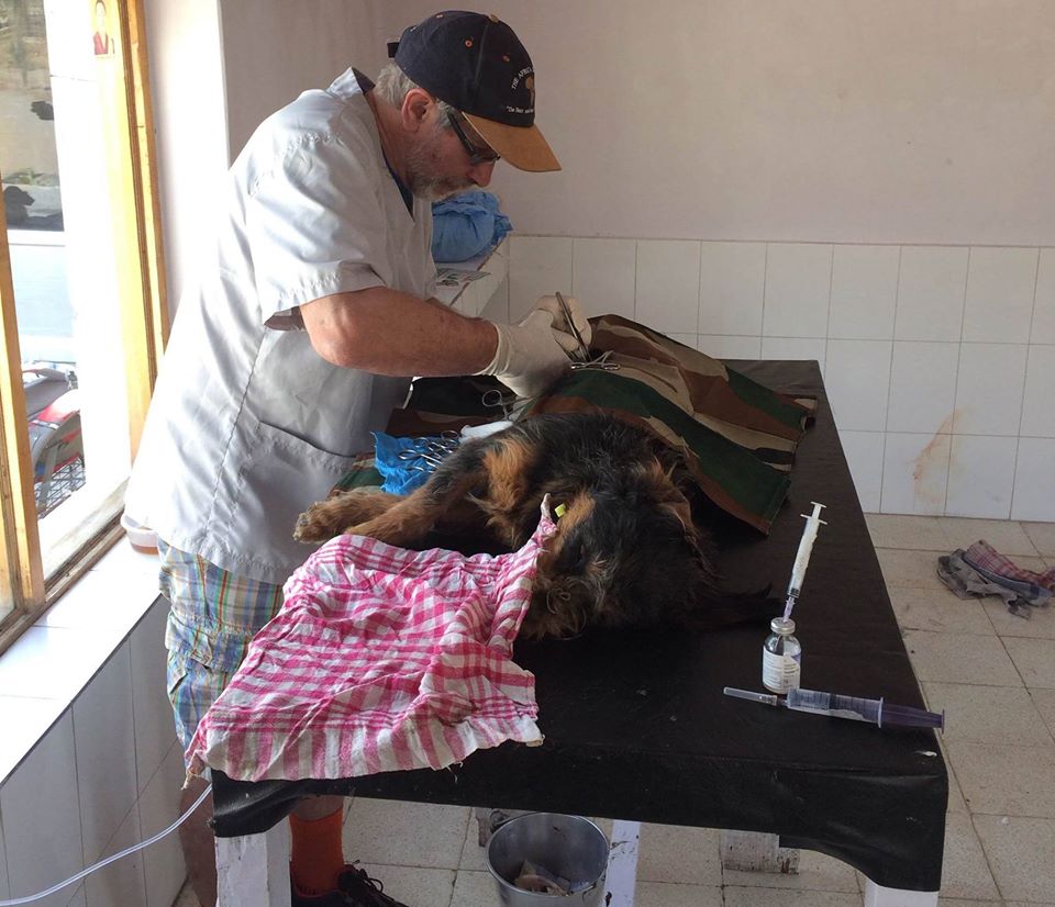 Volunteers from around the world assisting with the sterilization process. (Source: Facebook/Gisborne Veterinary Clinic)