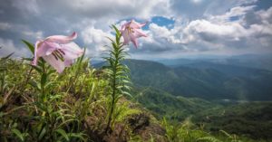 Filled With Myth and Beauty, This Manipur Flower Is Wonder We Must Protect!