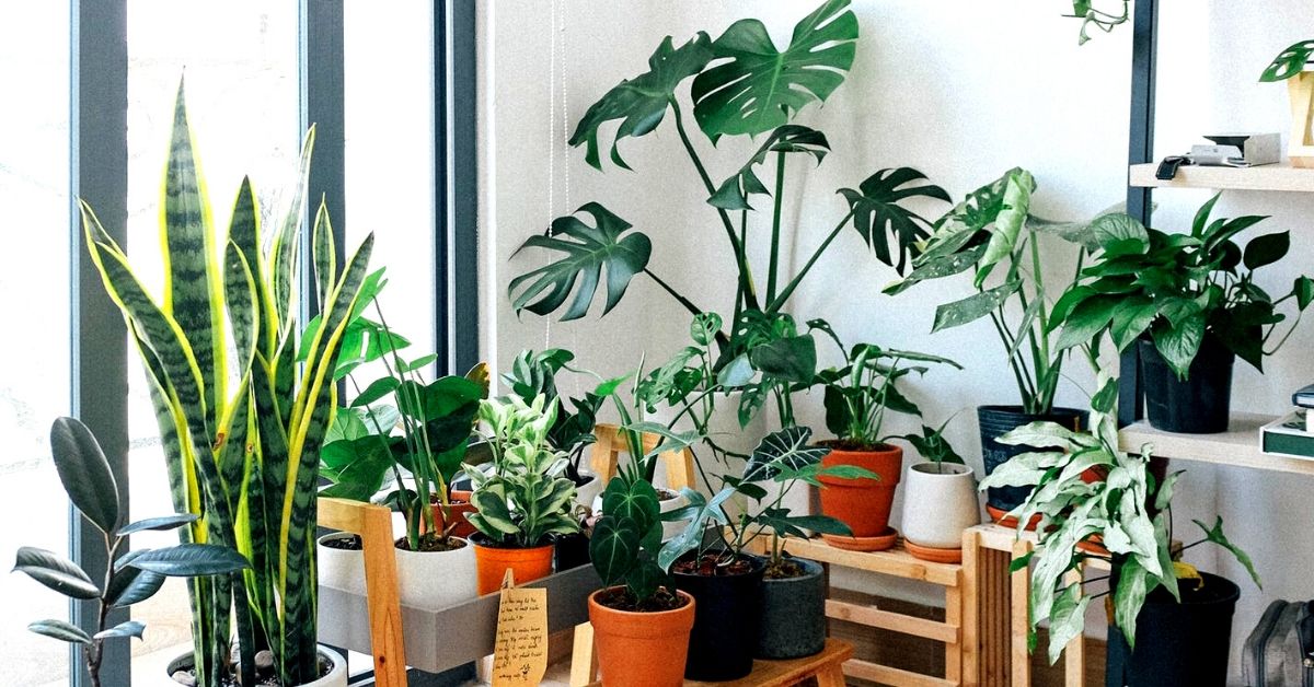 How to Protect Houseplants From Pests: 6 Zero-Waste & Organic Ways