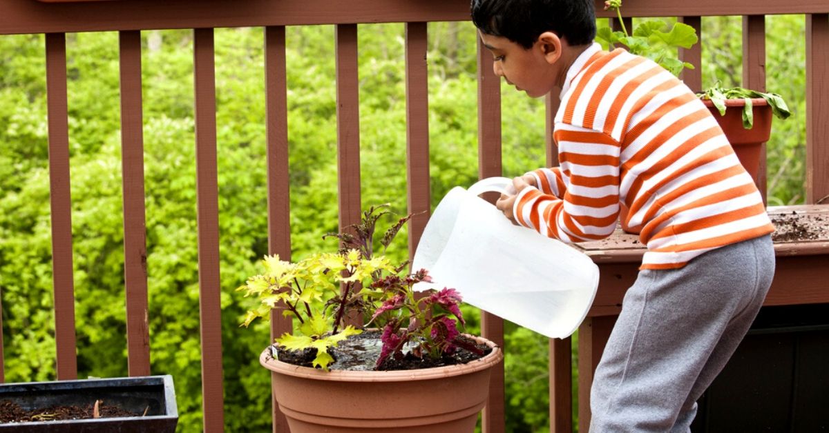 7/5000 翻译 parents Water the Potted Plants.