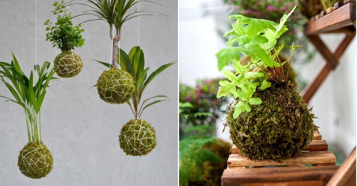 Delhi, Learn to Grow Your Own Indoor Hanging Garden in Just 3 Hours