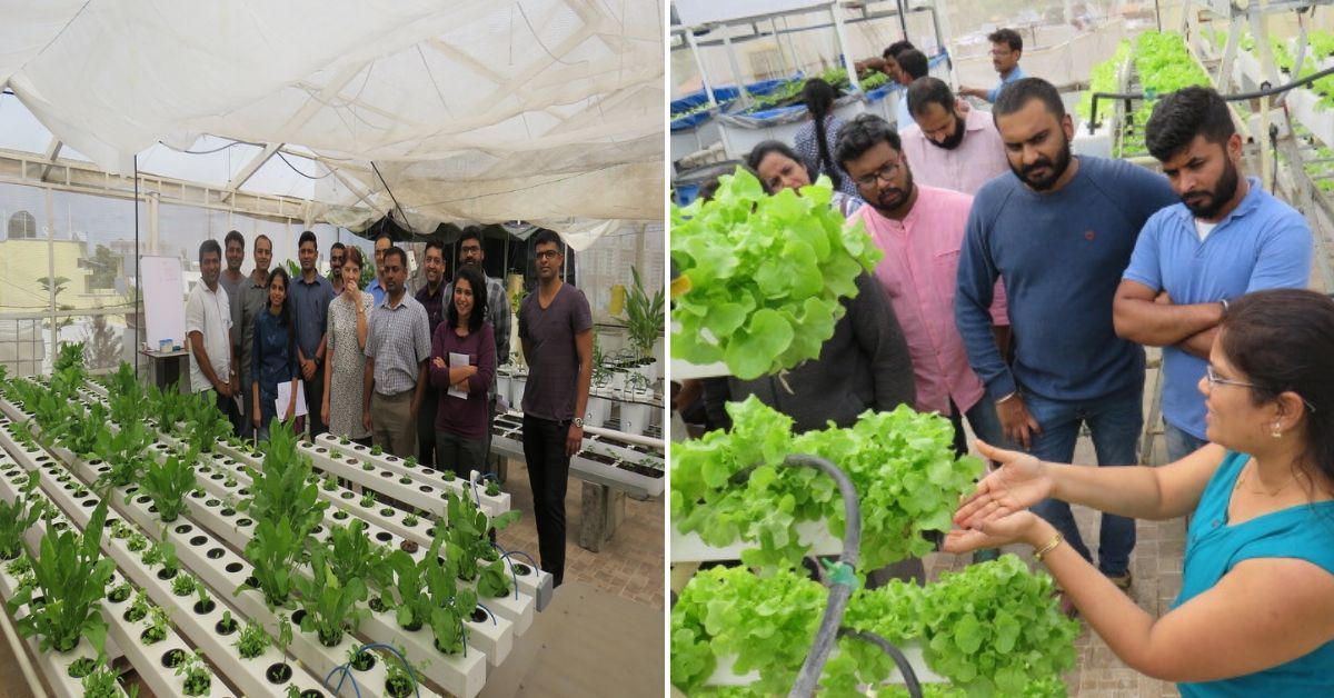 hydrilla hydroponics bengaluru