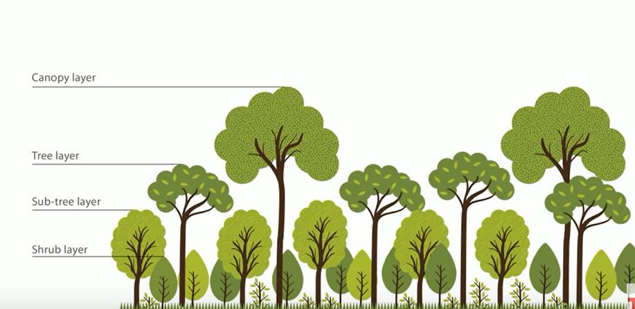 How To Grow A Forest Using The Miyawaki Method In Minimal Space