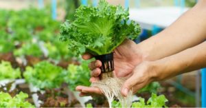 How to Build a Hydroponic Unit With PVC Pipes to Grow Veggies