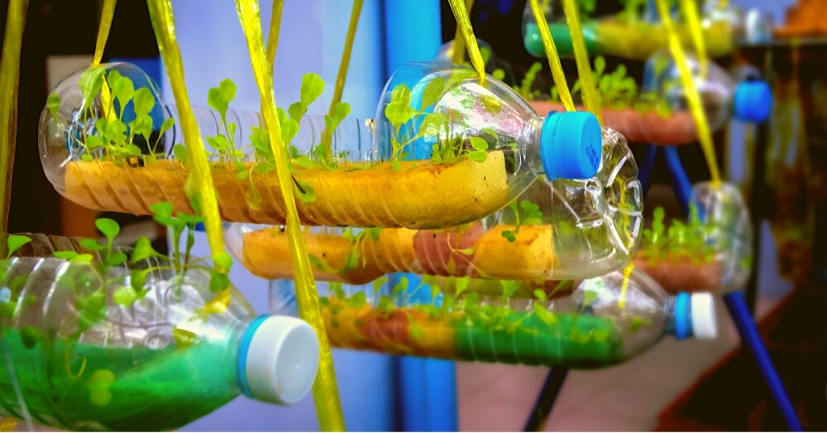 how to set up a hydroponics unit in your balcny using recycled bottles and box