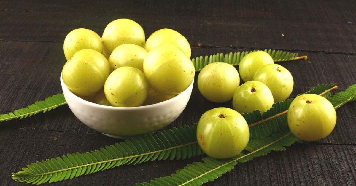 amla winter season