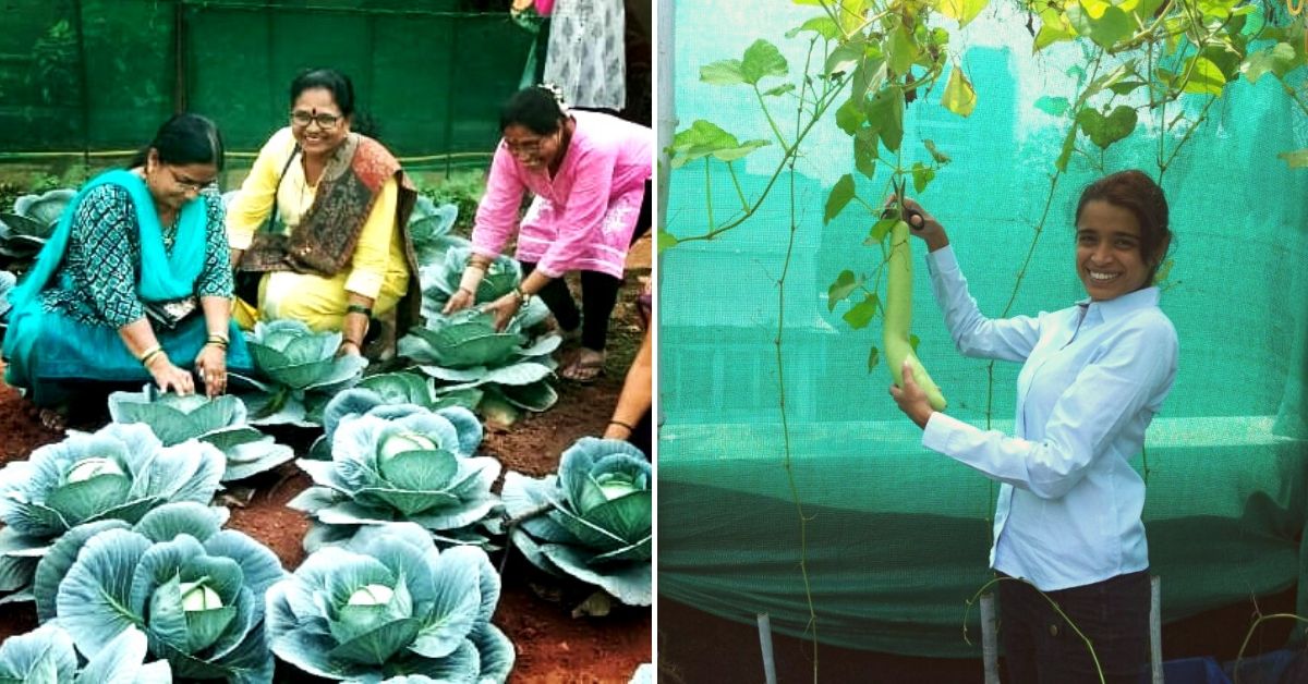 Come Rain or Shine, Here’s How You Can Grow Organic Veggies in Mumbai