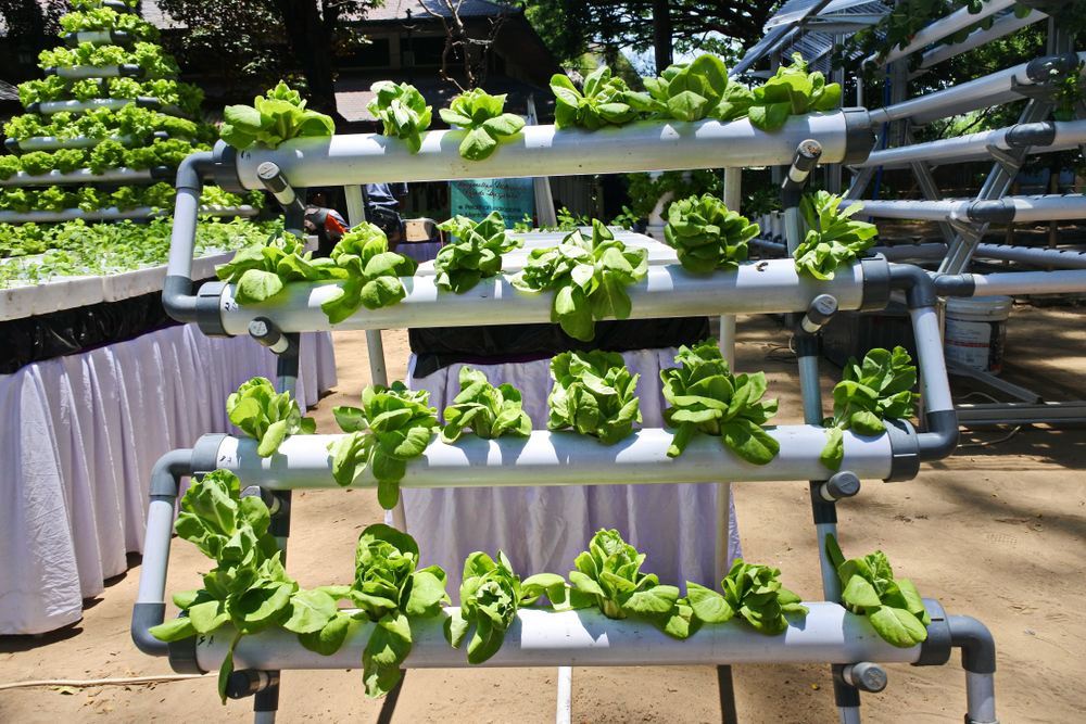 Hydroponic Unit With Pvc Pipes
