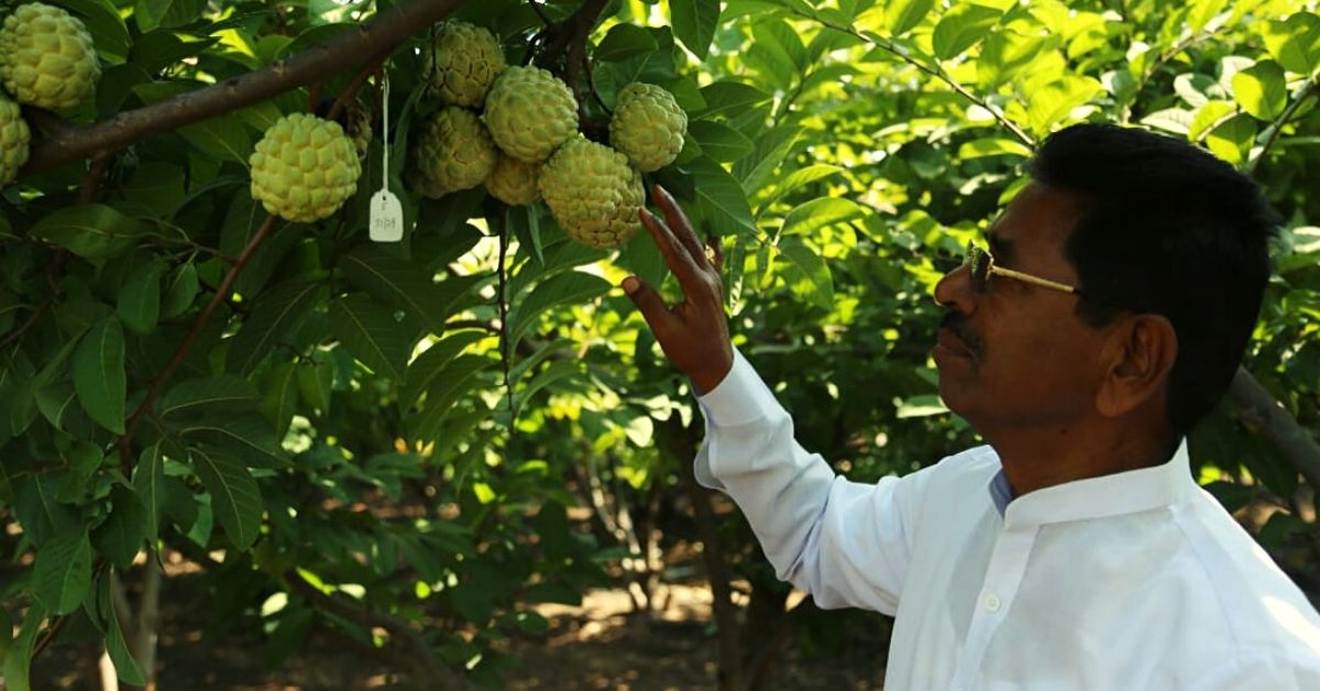 Farmer Develops New Custard Apple That Doubles Yield, Has Fewer Seeds & More Pulp