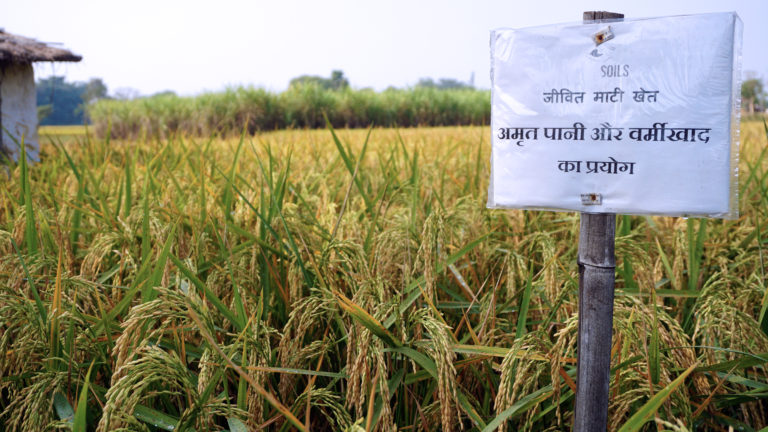 A Bihar Village Ushers in an Organic Farming Revolution in Just 4 Yrs