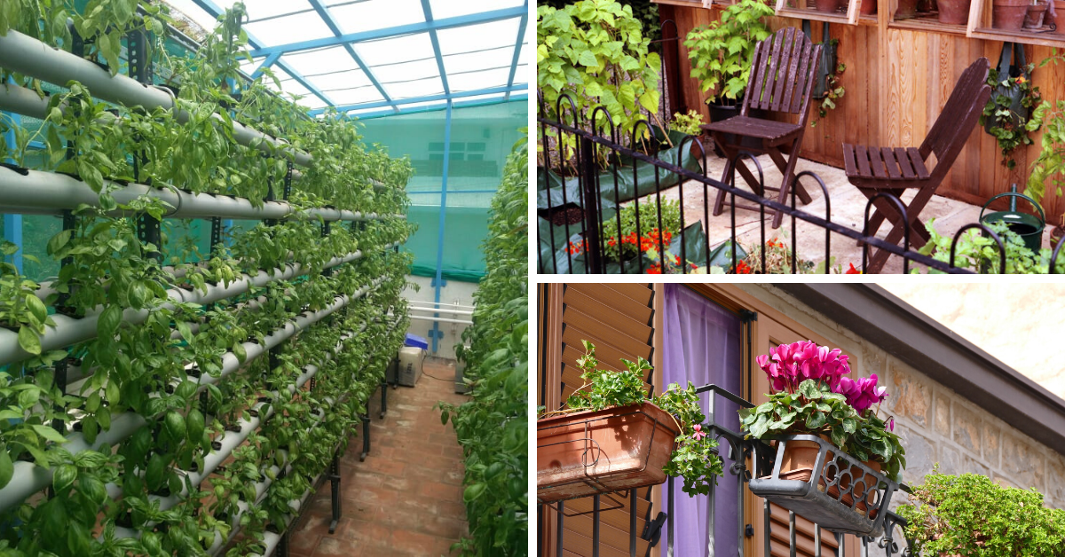 Experts Answer: How To Start Your Own Terrace Garden