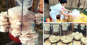 Experts Answer: How To Grow Mushrooms At Home For Just Rs 300